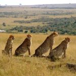 9 Days Big Cats Safari