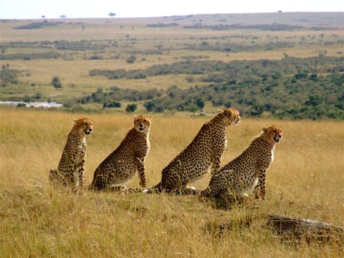 9 Days Big Cats Safari