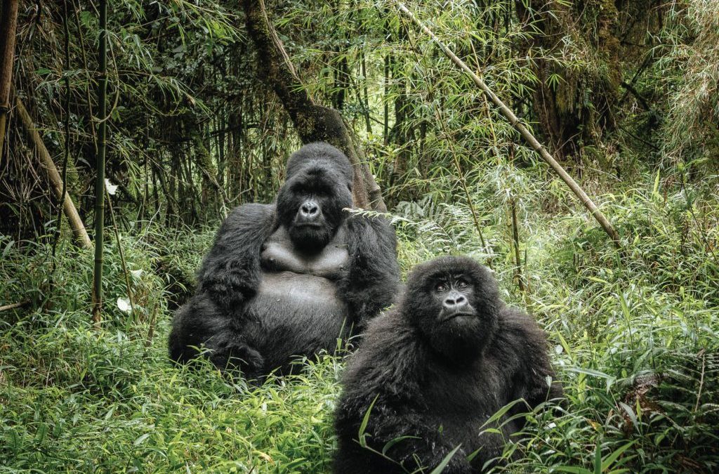 Bwindi National Park Uganda