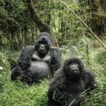 Bwindi National Park Uganda