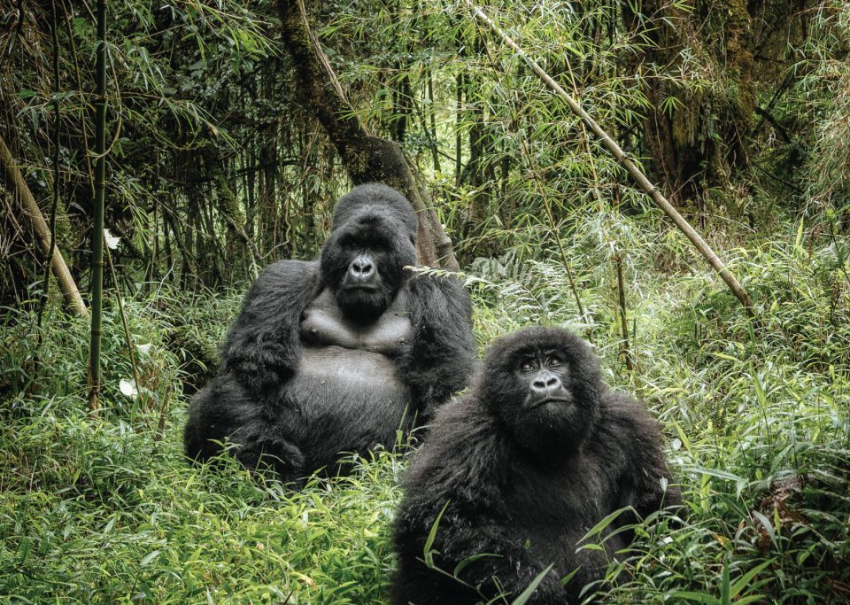 Bwindi National Park Uganda