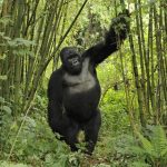 5 Days Chimpanzees Gorillas luxury