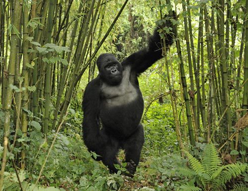 5 Days Chimpanzees Gorillas luxury