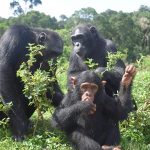 Chimpanzee trekking in ngamba island uganda