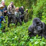 Bwindi National Park Uganda