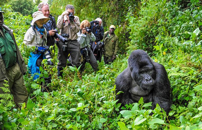 Bwindi National Park Uganda
