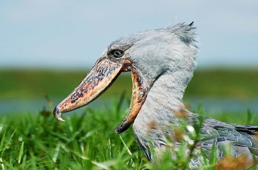 Birding in uganda