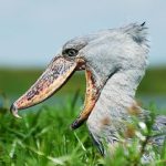 Birding in uganda