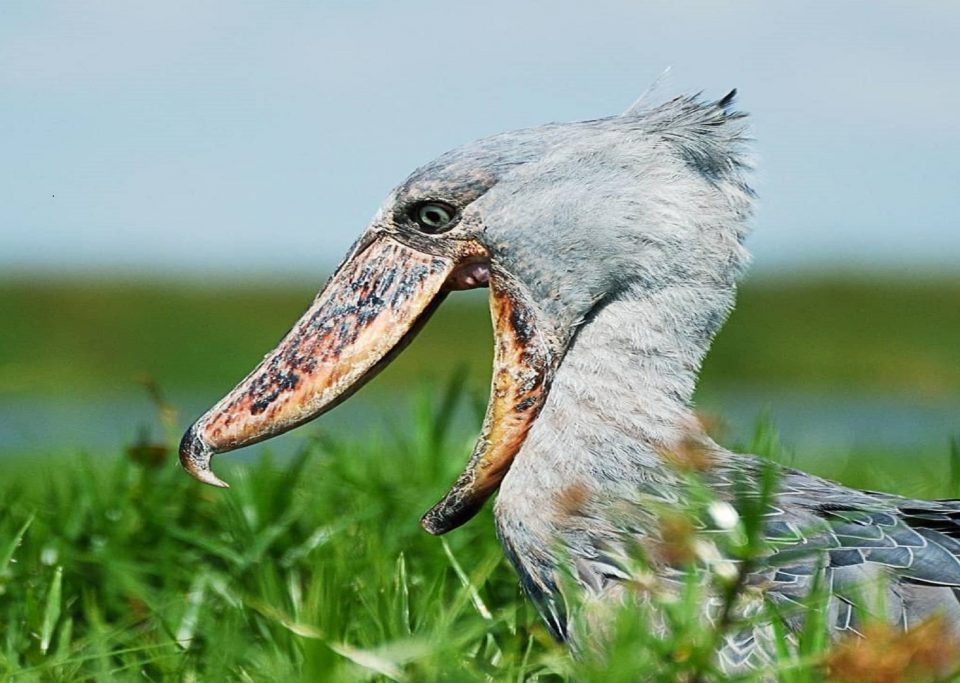 Birding in uganda