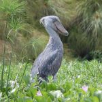 Mabamba Shoebill
