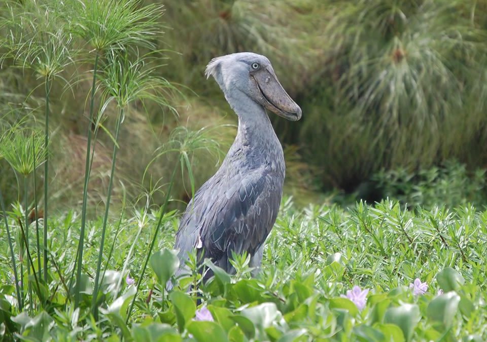 Mabamba Shoebill