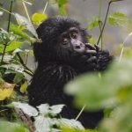 Wildlife Adventure East Africa