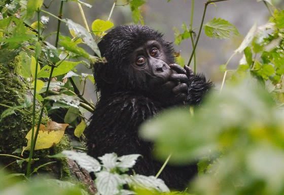 Wildlife Adventure East Africa