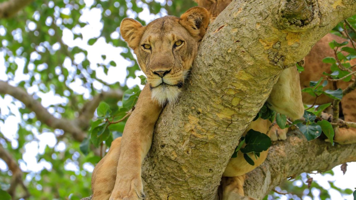 Wildlife Adventure East Africa