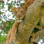Wildlife Adventure East Africa
