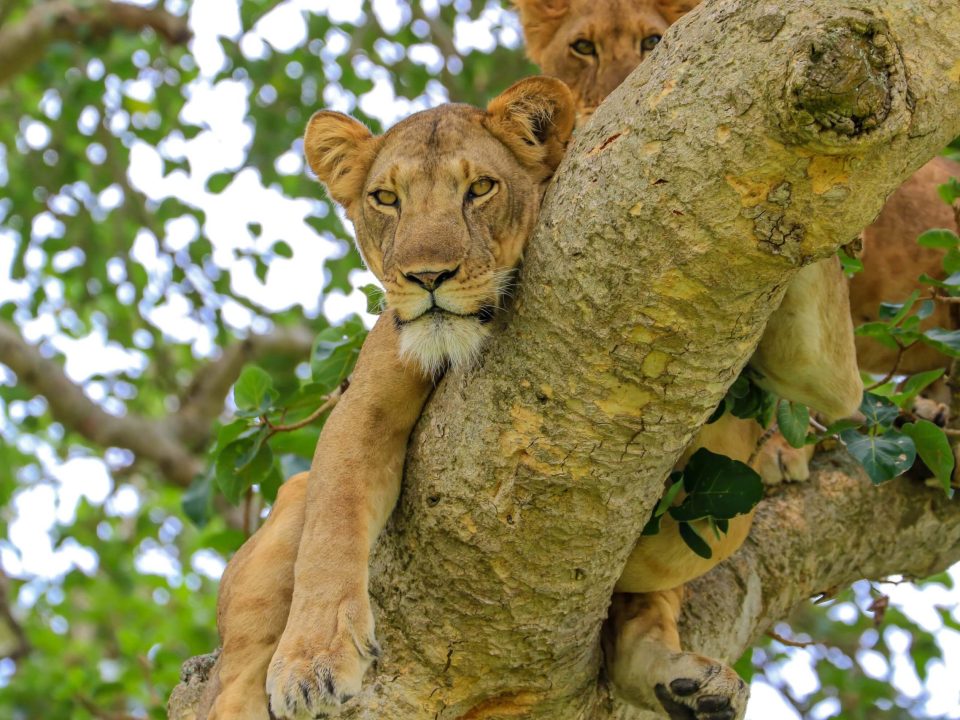 Wildlife Adventure East Africa