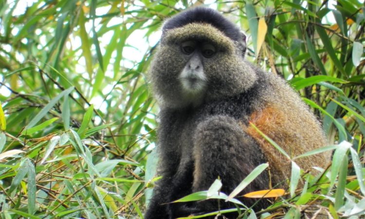 Most asked questions about Golden Monkey trekking in Mgahinga National Park