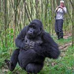 Gorilla Tracking & Wildlife Safaris