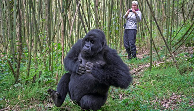 Gorilla Tracking & Wildlife Safaris