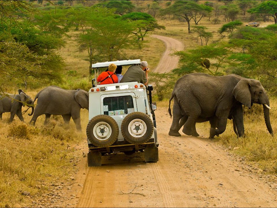 Safari Experiences in East Africa For Your Summer Bucket list