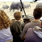 safari With A friend
