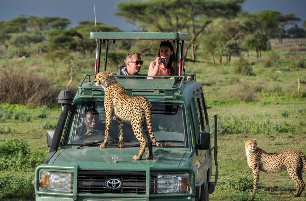 safari With A friend
