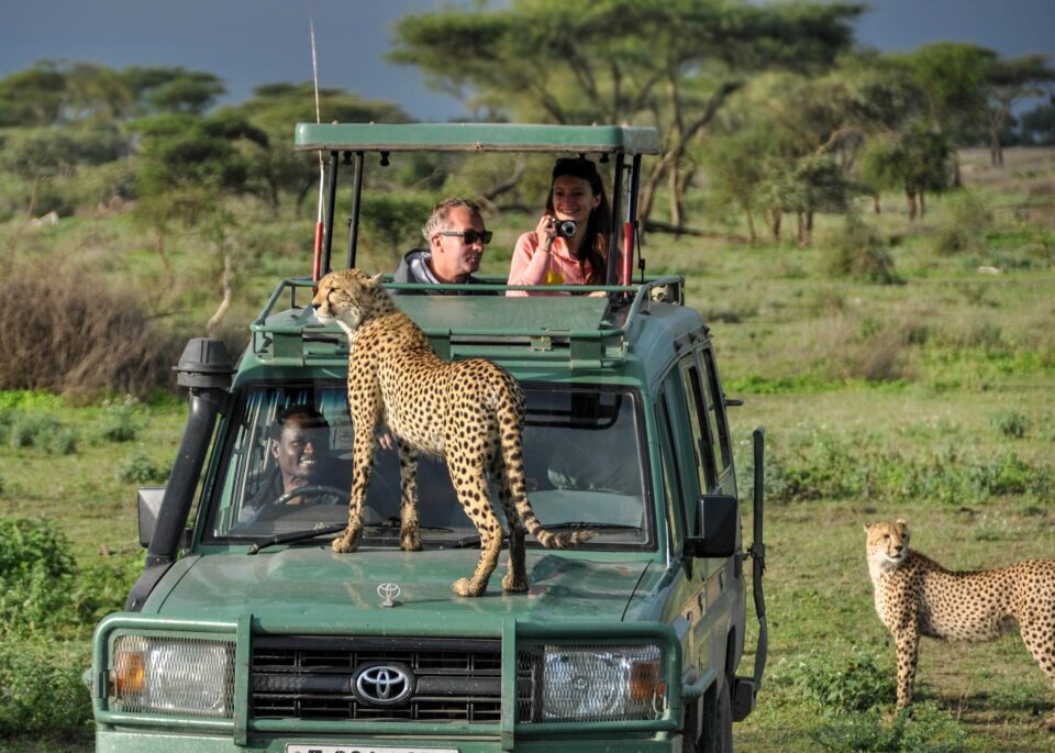 safari With A friend