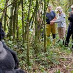 Gorilla trekking in uganda