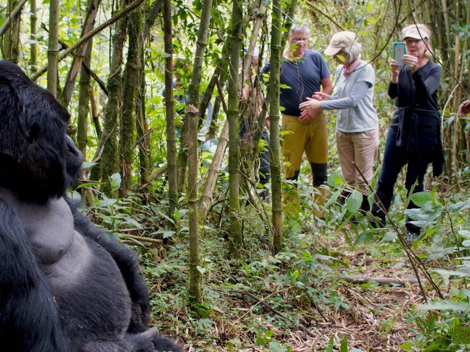 Gorilla trekking in uganda