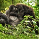 Gorilla trekking in Africa