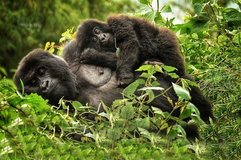 Gorilla trekking in Africa