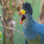 bigodi swamp and community walks