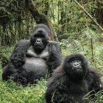Gorilla Trekking Uganda Cost