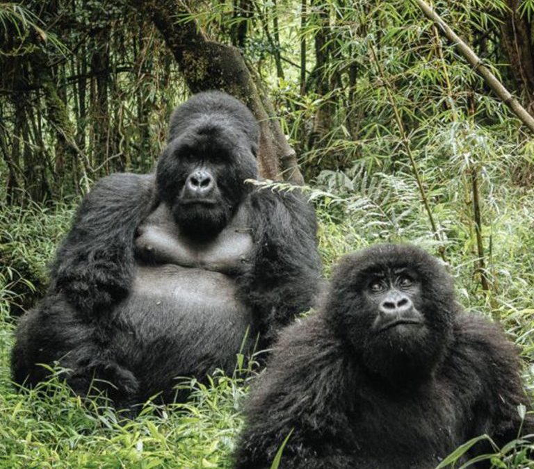 Gorilla Trekking Uganda Cost