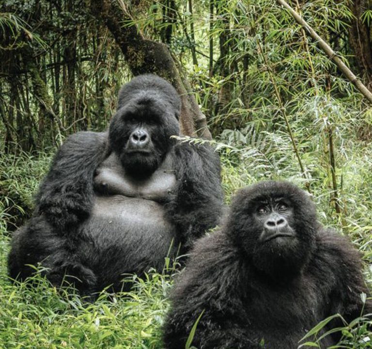 Gorilla Trekking Uganda Cost