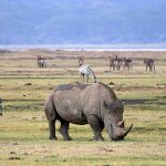 Tanzania Africa Safaris