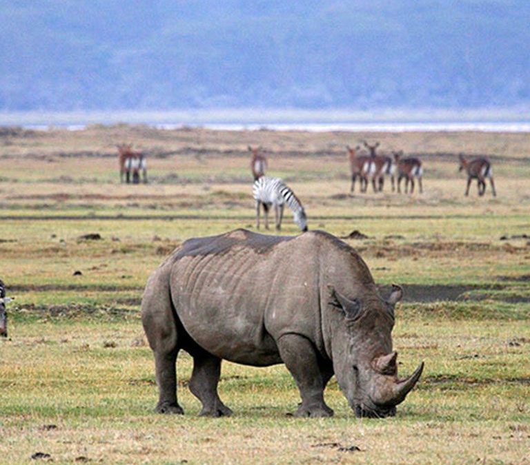 Tanzania Africa Safaris