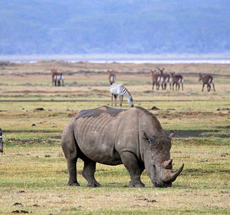 Tanzania Africa Safaris