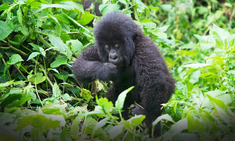 Time to See Gorillas