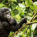 History Gorilla Tourism Africa
