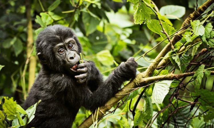 History Gorilla Tourism Africa