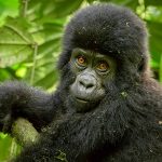 Are gorillas primates ?