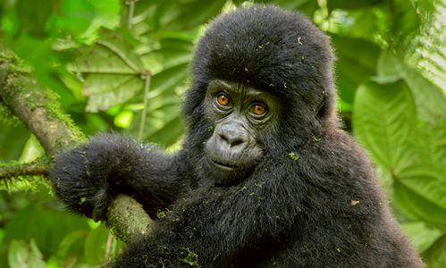 Are gorillas primates ?