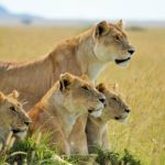 First Time Africa Safaris