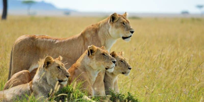 First Time Africa Safaris
