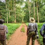Birding in Royal Mile Budongo