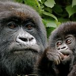 Gorilla Trekking in Uganda