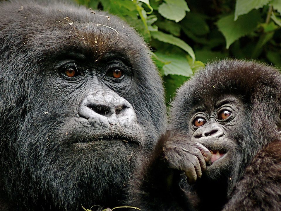 Gorilla Trekking in Uganda