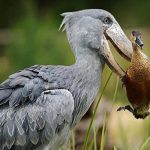 17 Days Birding Uganda Safaris