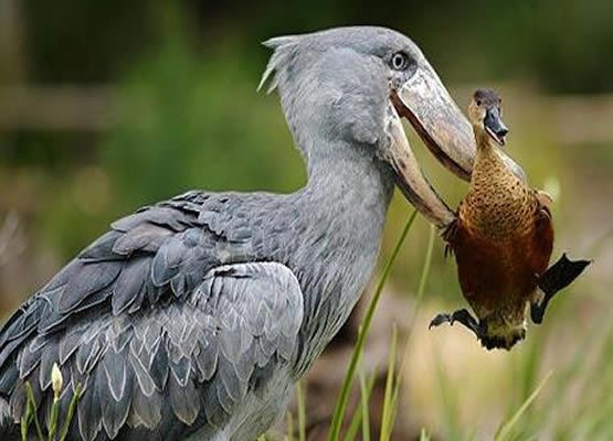 17 Days Birding Uganda Safaris